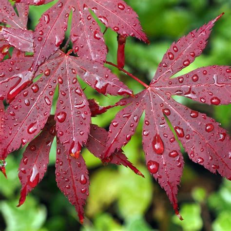 Japanese Maple Leaf Pictures Japanese Maple Leaves Photograph By