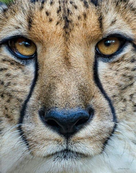 Pin By Acinonyx Jubatus On Cheetahs Cheetah Face Beautiful Cats
