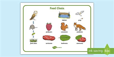 Food Chain Word Mat With Images Teacher Made Twinkl