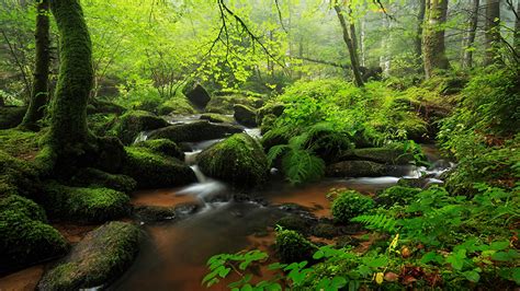 Water Stream Between Algae Covered Rocks And Green Trees Plants Bushes