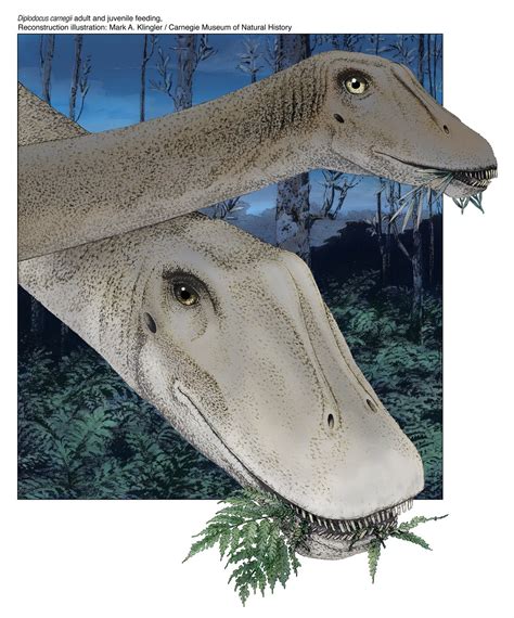 Palaeoblog Juvenile Diplodocus Skull