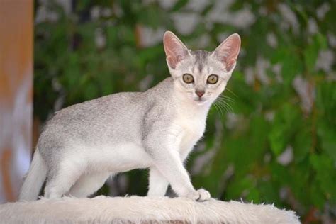 Абиссинская кошка внешний вид породы темперамент