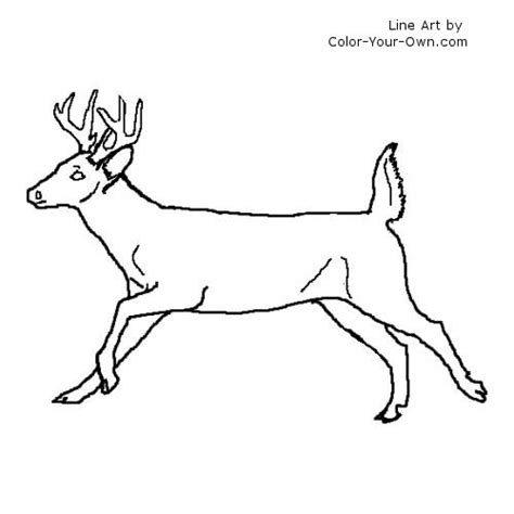 Whitetail Buck Coloring Pages
