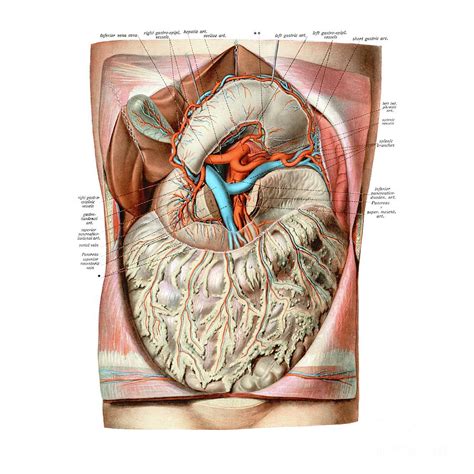 Coeliac Artery And Portal Vein Photograph By Microscape Science Photo