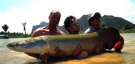Check Out This Awesome Giant Arapaima Netted At