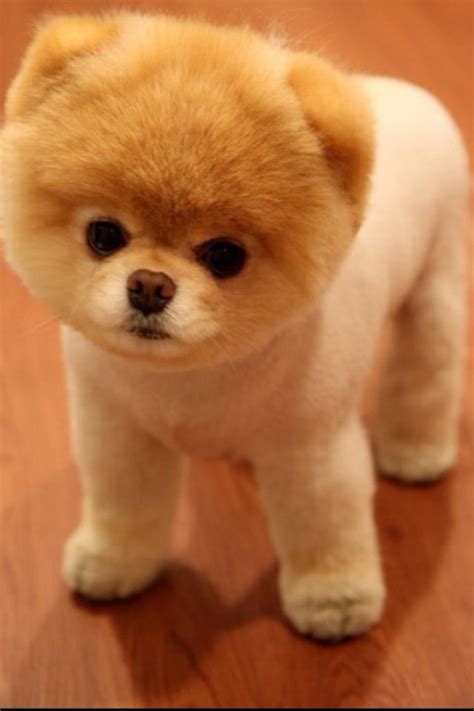 His Head Is Too Big For His Body Cute Animals Boo The