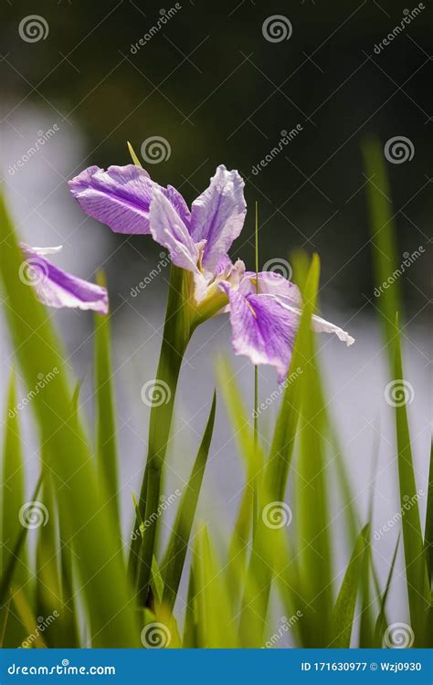 A Lilac Iris Flower Under The Daylight Stock Image Image Of Beautiful