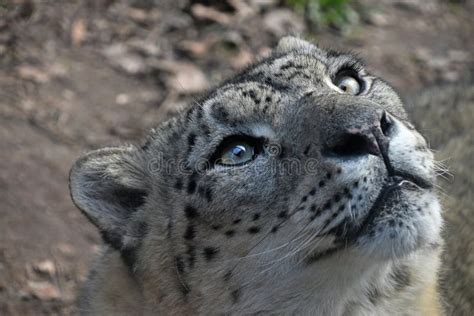 Close Up Portrait Of Snow Leopard Stock Image Image Of Angle