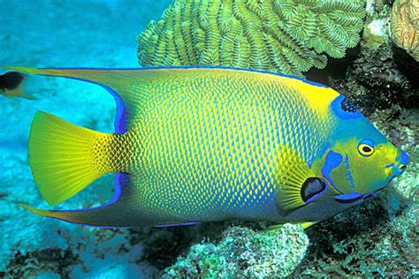 It's estimated that ⅙ of the reefs will be dead in the next 20 years! The Most Beautiful And Brilliantly Colored Coral Reef Fishes