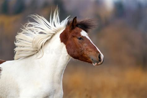 Horse Portrait In Motion Stock Photo Image Of Equine 84517302