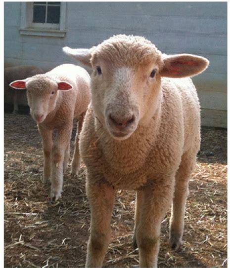 Such as tariff laws america (plug in the country you're searching if it's not america/the united states). Thirteen Sheep Breeds Popular in the United States | Big ...