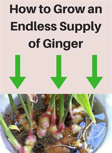 The 25 Best Growing Ginger Ideas On Pinterest Growing
