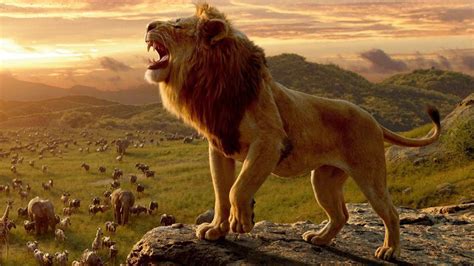 The Lion King Box Office Collection Day 1 Simba Roars Louder Than
