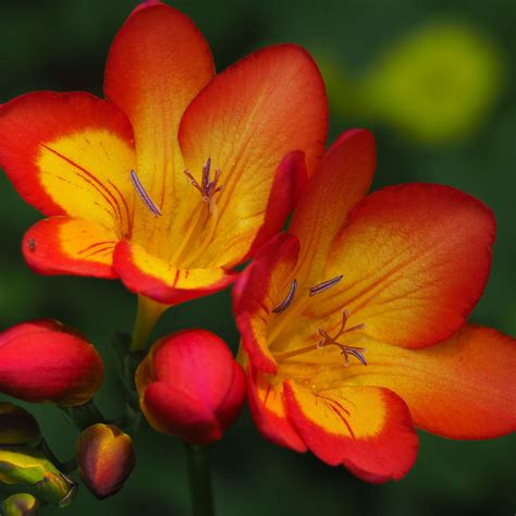 Freesia Single Bicolor Freesia Lacteal Corms Fragrant Red And