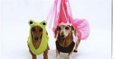 Images Halloween Pet Costume Contest