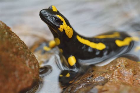 50 Good Names For Pet Salamanders And Newts