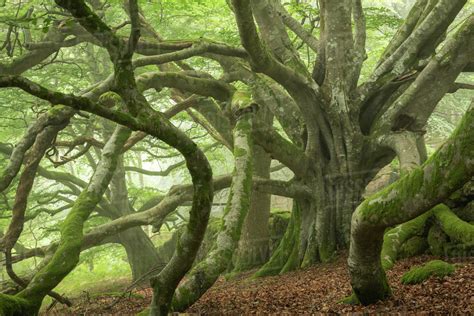 Ancient Beech Tree With Enormous Spreading Branches Dartmoor National