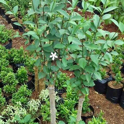 New Pohon Melati Yasmin Jasmine Tinggi 1 Meter Tanaman Bonsai