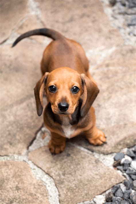 Find the perfect puppy for you and your family. Best Quality Dachshund Puppies For Sale in Singapore ...