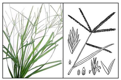 Types Of Grass Names