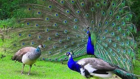Five Fun Facts About Peacocks You Should Know Newsbytes