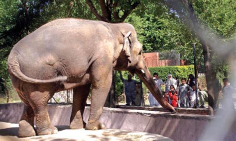 Lahore Zoos Only Elephant Suzi Dies Pakistan Dawncom