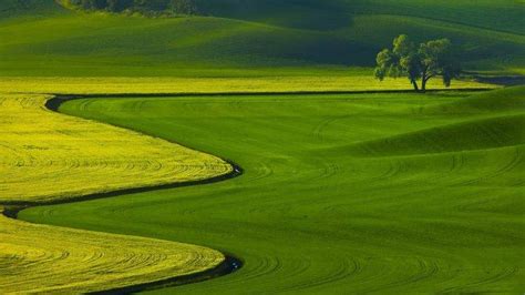 Nature Landscape Trees Green Field Hill Wallpapers Hd Desktop
