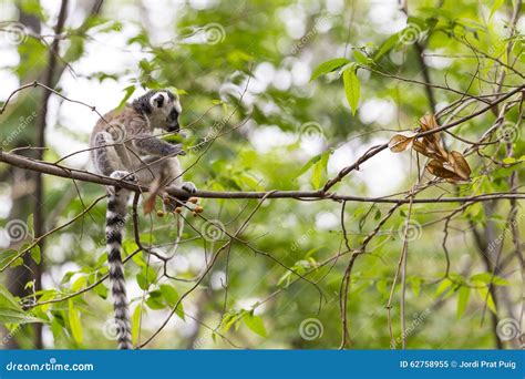 Cute Baby Lemur On A Branch Tree In A Green Jungle Stock Image Image