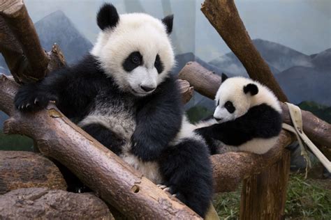 Panda Updates Wednesday June 28 Zoo Atlanta