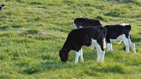 Cow Calf Graze In A Green Field Stock Video Footage 0015 Sbv 310282021