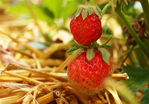 Free Images Nature Fruit Sweet Flower Food Red Produce Garden