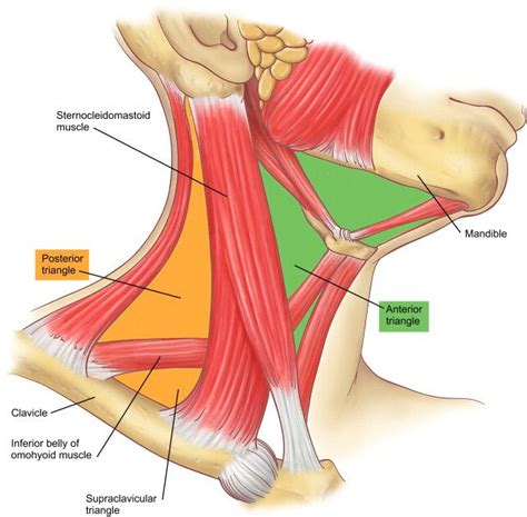 Neck muscles are divided into separate groups according to their origin and topographic features muscles and fasciae of the neck have a complex structure and topography, which is due to their. Other Terms: Sternocleidomastoid muscle, Musculus ...