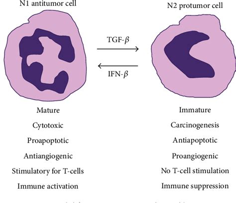 Figure From Distinct Functions Of Neutrophil In Cancer And Its