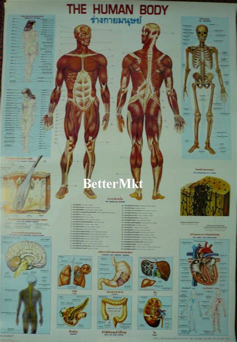 Human Body Biology Physiology Anatomy Medical Science Chart Educational