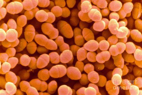 Enterococcus Faecium Sem Photograph By Scimat Fine Art America