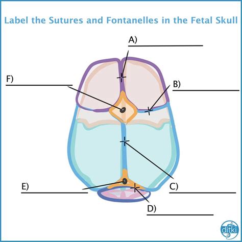 Can You Label The Bones Sutures And Fontanelles Of The Fetal Skull