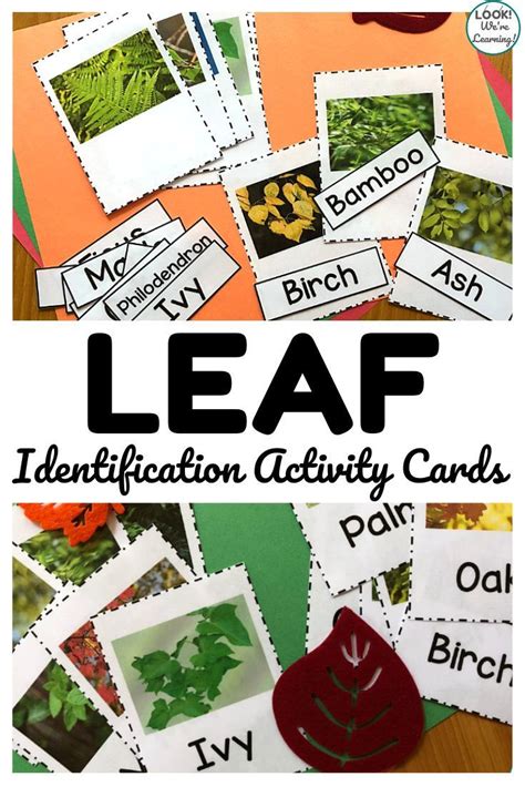 Falling Leaves Printable Leaf Identification Activity Cards Leaf