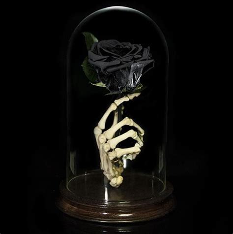 Authentic Human Skeleton Hand Holding A Real Rose Black Art