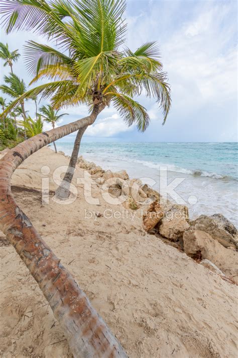 Palm Trees On The Beach Stock Photo Royalty Free Freeimages