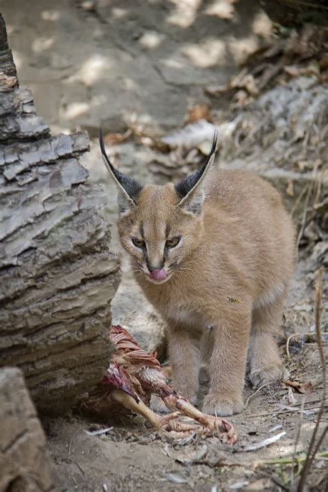 Caracal Kitten With Prey Stock Photo Image Of Playing 124486048