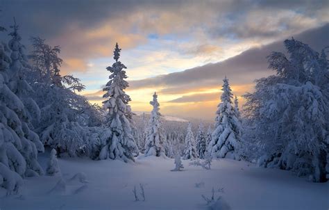 Wallpaper Winter Forest Snow Trees Ate Russia Taiga Сергей Межин