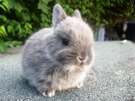 Complete Guide To Rabbit Breeds