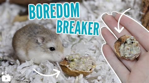 Diy Hamster Boredom Breaker Treat Youtube