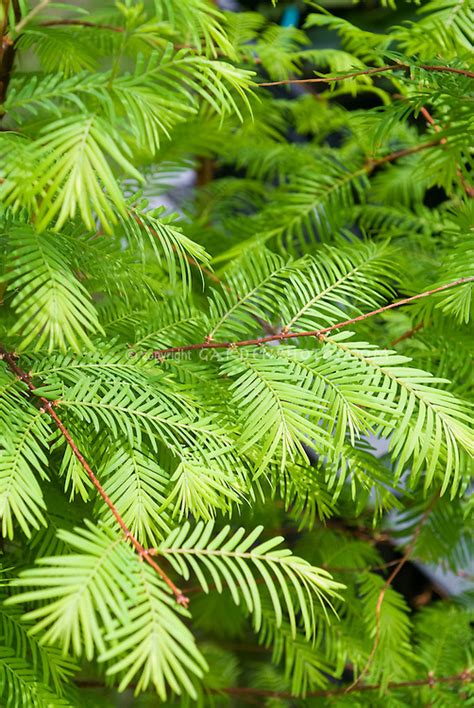 Dawn Redwood Tree Plant And Flower Stock Photography