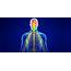 Central Nervous System  Radiant Life Chiropractic