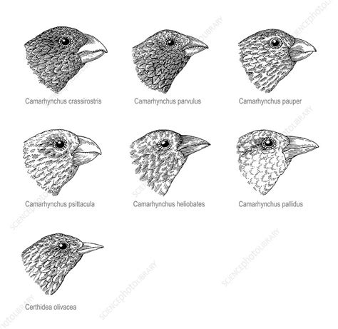 Galapagos Finches Artwork Stock Image C0035863 Science Photo