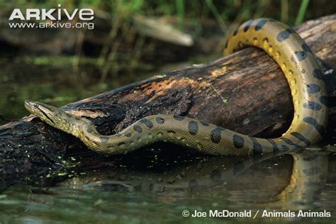 Amazon River Pictures Of Anaconda Snakes All Are Here