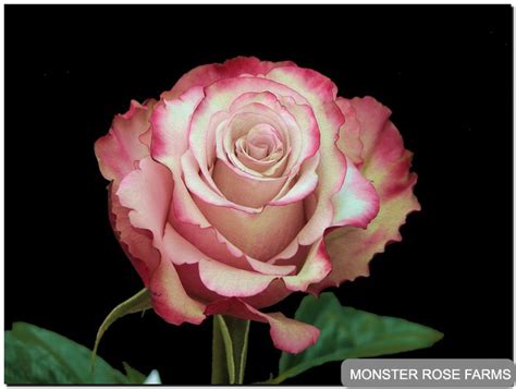 Roses Monster Rose Farm