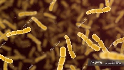 Streptococcus Pneumoniae Bacteria Digital Illustration — Gram