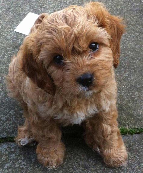 Cavapoo Dog Breed Breed Info Pictures And More